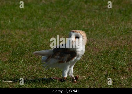 Falconer`s Barn Owl, Tyto alba, blickte nach hinten und stand auf Gras, das für den Trainingsflug gebunden war Stockfoto